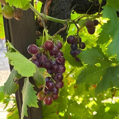 Hotel Des Vignes - Juliénas